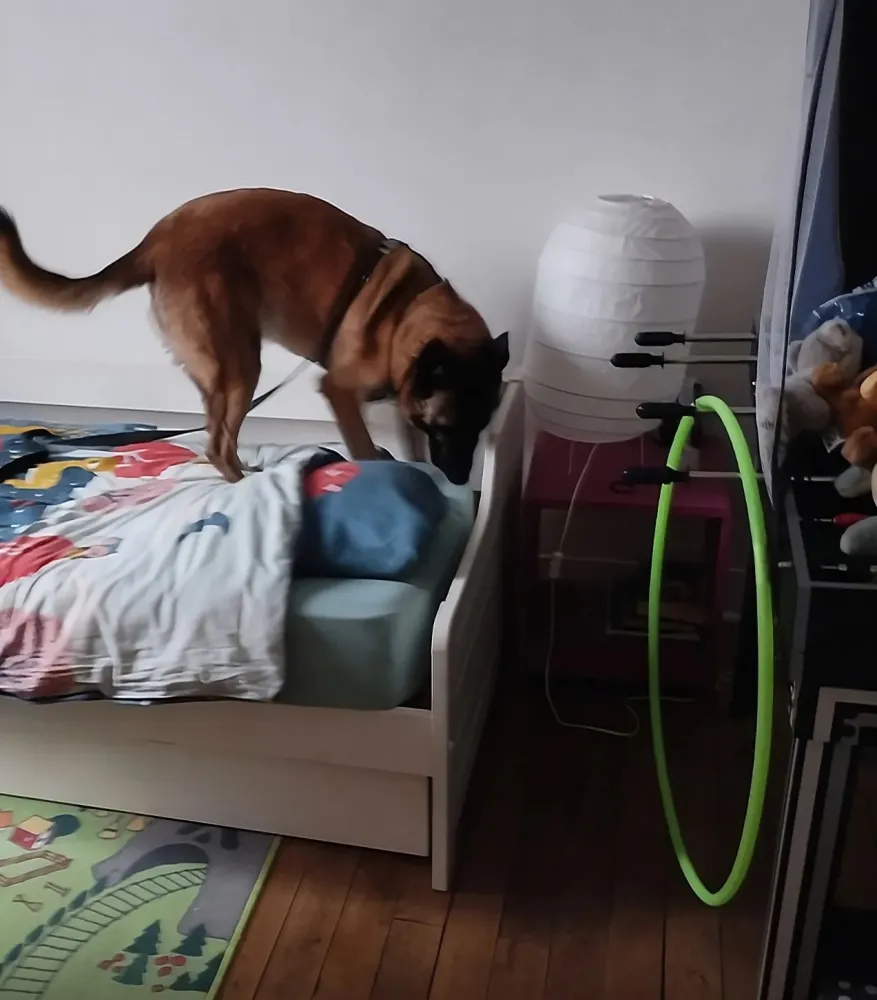 chien renifleur